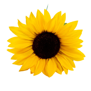Sonnenblume 80 cm