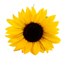 Sonnenblume 80 cm