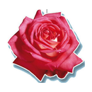 Kartonmotiv Rosenblüte